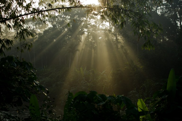 Morning light shines through trees at the forest in Karak, in the suburbs of Pahang outside Kuala Lumpur on May 7, 2014. About two thirds of Malaysia is covered in forest which is believed to be 130 million years old. u00e2u20acu201d AFP pic