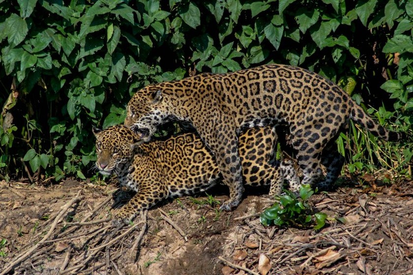 nA couple of jaguars on the shores of the Paraguay river, in Caceres, Brazil, the gateway to the Pantanal, September 6, 2006. u00e2u20acu201d AFP pic