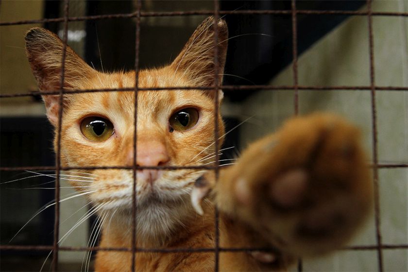 A stray cat put up for adoption at Subang PAWS animal shelter mischievously pokes at the camera, December 18, 2014. u00e2u20acu201d Picture by Yusof Mat Isa