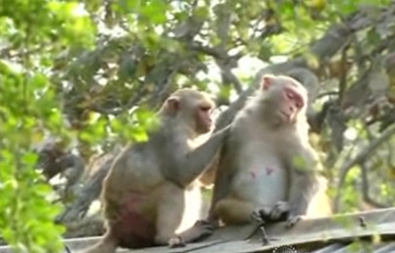 While not aggressive — attacking only if sensing danger — macaques are opportunistic thieves. — File pic