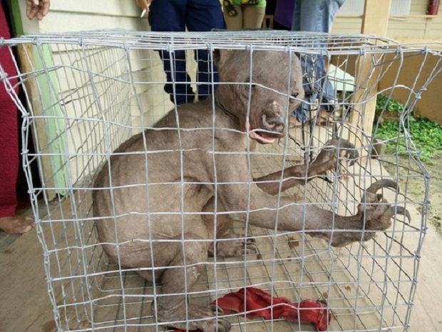 Photos and videos of the sun bear has gone viral on the Internet, with many commenting on its Gollum-like appearance as seen by this screengrab from Twitter. 