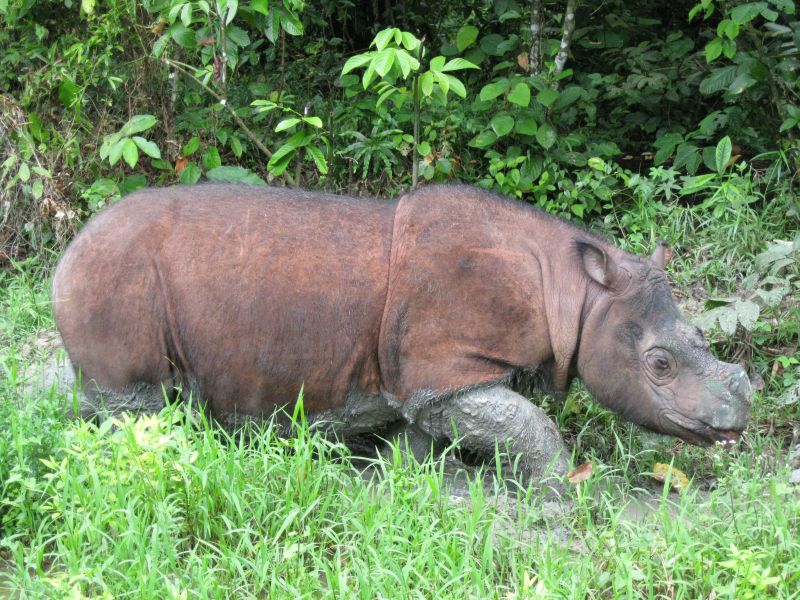 Tam u00e2u20acu2022 Picture courtesy of Borneo Rhino Alliance