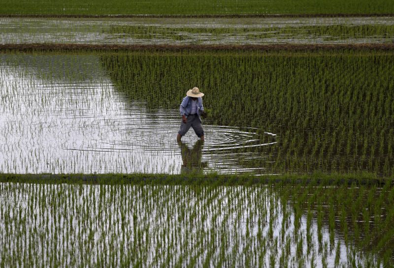 A farmer plants saplings in a rice field in Satsumasendai, Kagoshima prefecture, Japan, July 8, 2015. u00e2u20acu201d Reuters pic