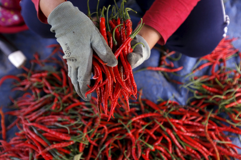 A worker holds harvested chillies at a chilli plantation in Pasir Datar Indah village near Sukabumi, Indonesia's West Java province, August 6, 2015. u00e2u20acu201d Reuters pic