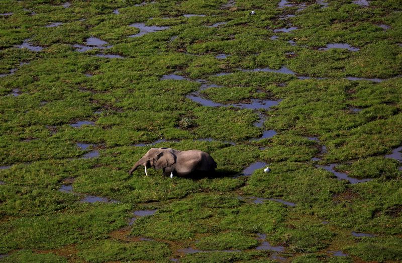 The African elephant population in Gabon has been increased and the animals will serve to promote ecotourism for the country. u00e2u20acu201d Reuters pic
