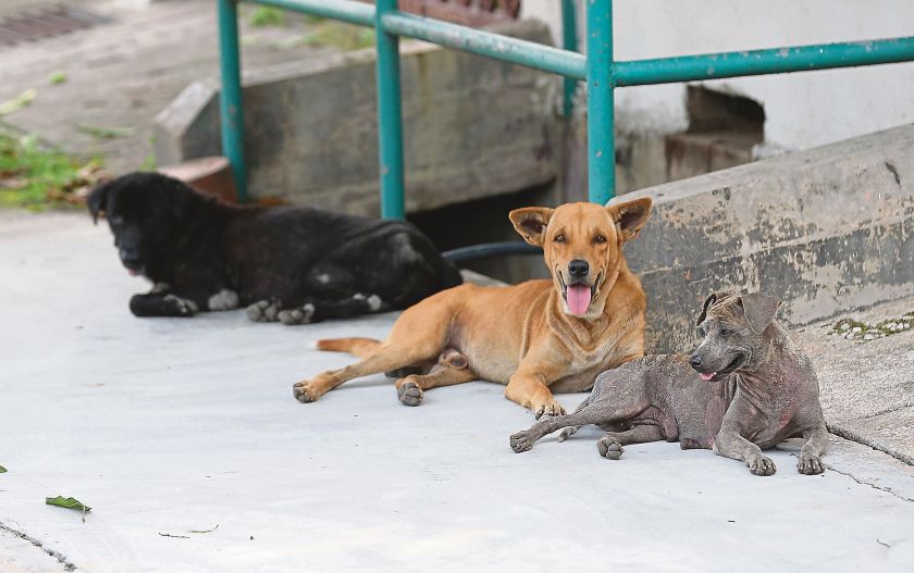 Several stray dogs are seen in the heart of Ipoh. Plans must be put into place to ensure the rabies outbreak is contained and eradicated. u00e2u20acu201d Picture by Marcus Pheong