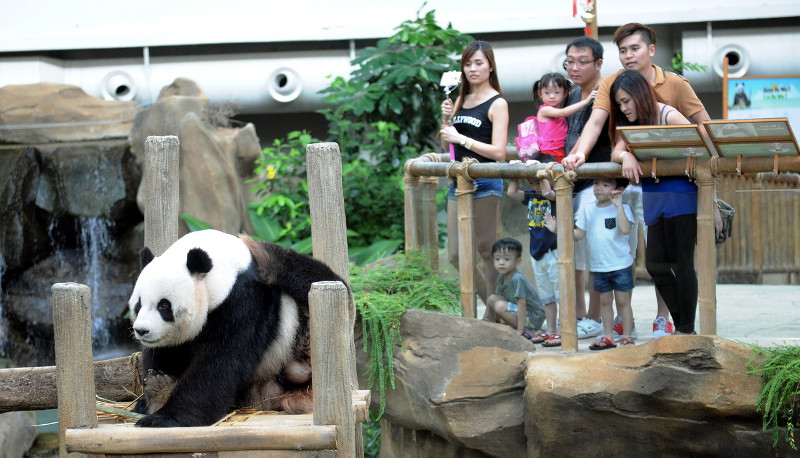 Pengunjung mengambil kesempatan melihat dari dekat Panda Zoo Negara yang ditempatkan diruangan khas di zoo tersebut, Nov 16, 2015. u00e2u20acu201d Foto Bernama