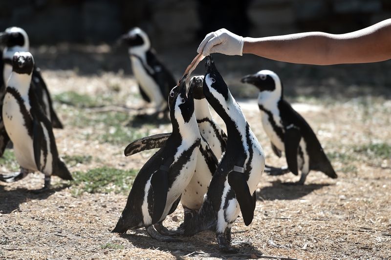 An employee of the Attica Zoological Park feeds African penguins, also known as jackass penguins, in Spata, near Athens, on July 23, 2015. u00e2u20acu201d AFP pic