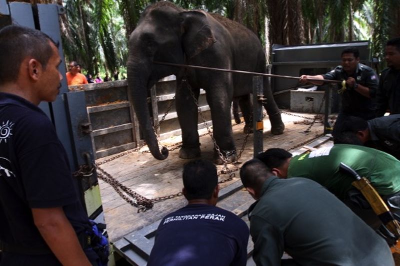 Perak Wildlife Department staff loading the elephant onto a truck for relocation at the Royal Belum Forest Reserve. u00e2u20acu2022 Malay Mail pic