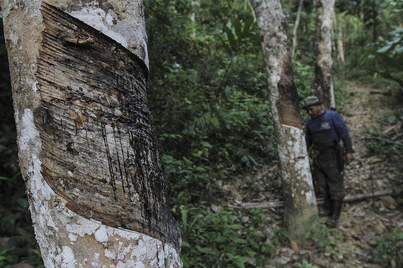 The majority of rubber tappers do not own their plantations, so they have to split their earnings with the owner. u00e2u20acu2022 Picture by Yusof Mat Isa