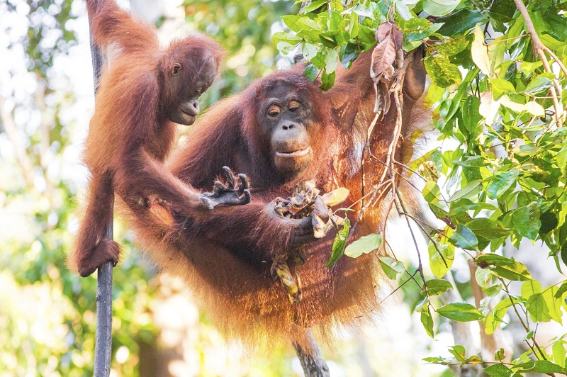 The famous orangutans of Borneo. u00e2u20acu201d AFP pic