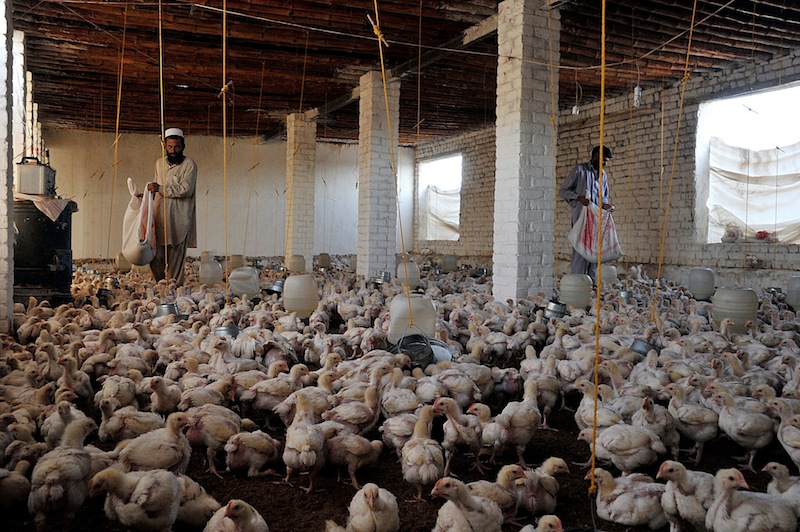 Afghan poultry workers feed chickens at a farm on the outskirts of Jalalabad on March 7, 2013. u00e2u20acu201d AFP pic