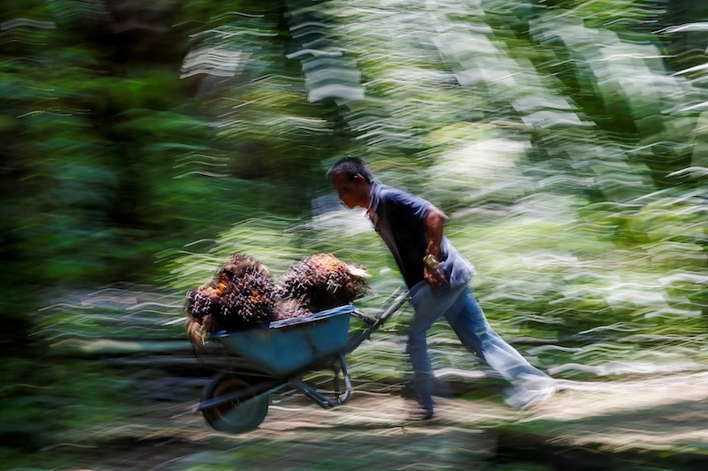 An Indonesian worker pushes a cart of palm oil fruits at Felda Bukit Cerakah in the district of Klang, outside Kuala Lumpur April 16, 2014. u00e2u20acu201d Reuters pic