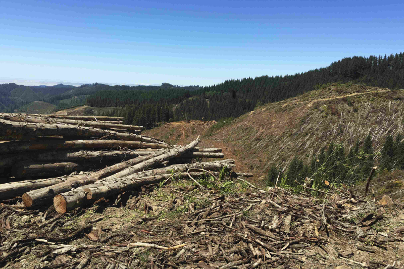 A logging clear-cut on the outskirts of the Elliott State Forest is shown in southwest Oregon, US on July 27, 2016. u00e2u20acu201d Reuters pic