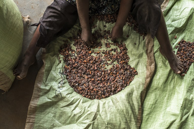 This file photo taken on November 14, 2016 shows a worker sorting cocoa beans at the SCAK cocoa processing plant in Beni. u00e2u20acu201d AFP pic