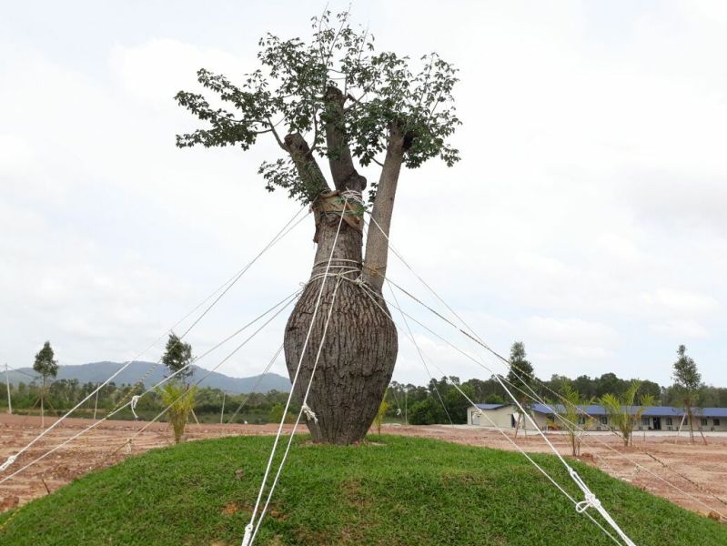 Tiga pohon 'benang sutera', atau Ceiba chodatii, yang dianggap mercu tanda bandar Kuala Nerus menjadi kerana difahamkan ia berharga RM180,000 sebatang. u00e2u20acu201d Foto ihsan Facebook/Zakaria Dagang 