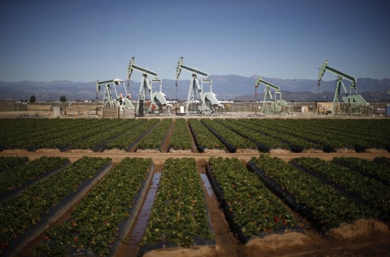 Oil pump jacks are seen next to a strawberry field in Oxnard February 24, 2015. — Reuters pic