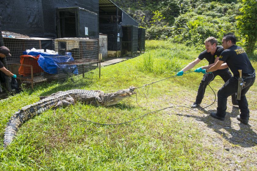 Aaron ‘Bertie’ Gekoski learns how to wrangle a crocodile that has wandered into someone's backyard during his stint at the Wildlife Rescue Unit bootcamp. — Picture courtesy of Scubazoo 