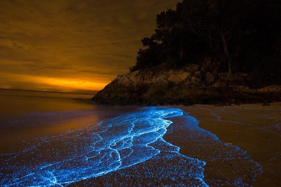 The luminescent Blue Tears plankton that attract visitors to Pulau Lalang and Pulau Rumbia. — Malay Mail pic