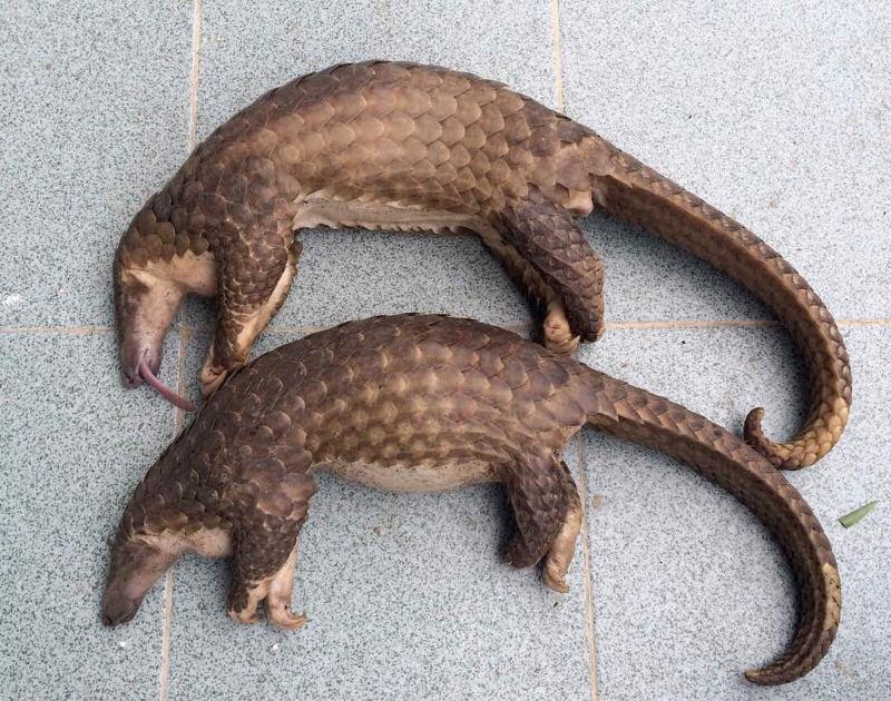 Pangolins caught by a wildlife trafficking ring. u00e2u20acu201d Picture courtesy of Sabah Wildlife Department