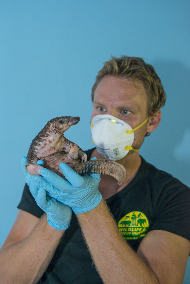 Aaron Gekoski, the host of Borneo Wildlife Warriors, gets up close and personal with an injured pangolin in the latest episode of the webseries. 