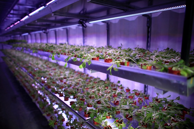 An indoor hydroponic growing system is seen at an urban farm in Singapore June 20, 2017. Picture taken June 20, 2017. u00e2u20acu201d Reuters pic