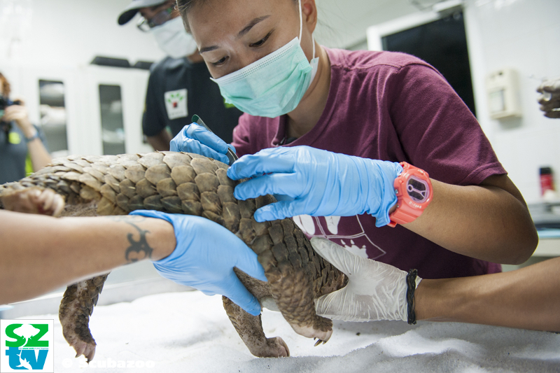 Elisa Panjang, a PhD student with Cardiff university is the only researcher studying the Sunda Pangolin in Borneo, performing an operation to tag a pangolin.