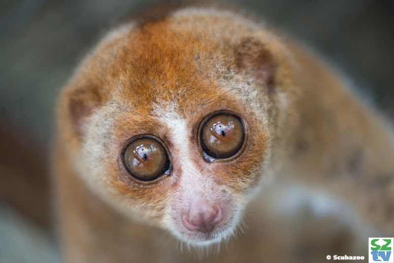 Slow lorises adorable appearance is their biggest threat, due to the illegal pet trade. u00e2u20acu201d Picture courtesy of Scubazoo