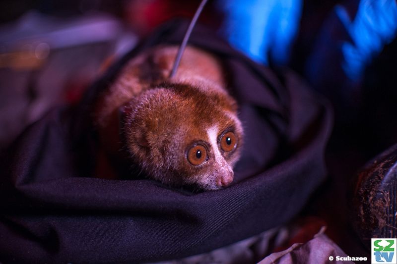 A slow loris' enormous eyes are highly developed hunting tools. — Picture courtesy of Scubazoo