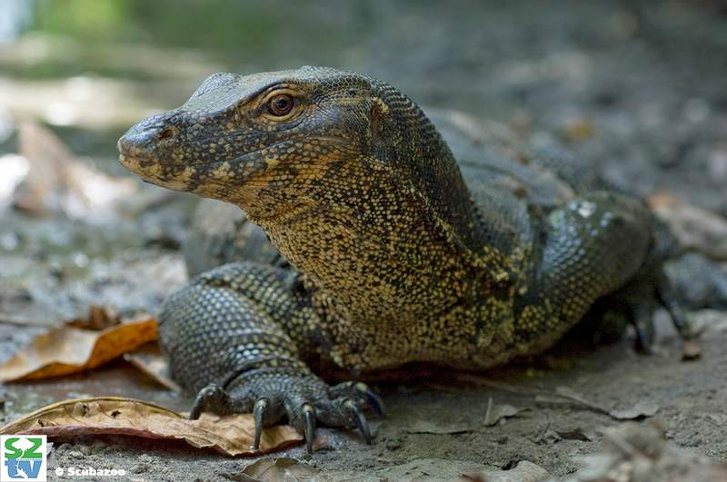A healthy water monitor lizard in the wild.