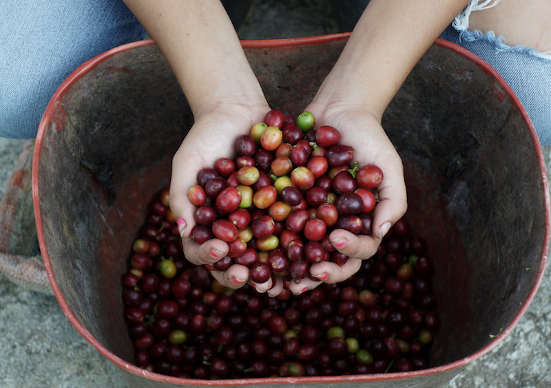 A coffee grower shows freshly harvested coffee beans in San Carlos, Colombia. — Reuters file pic