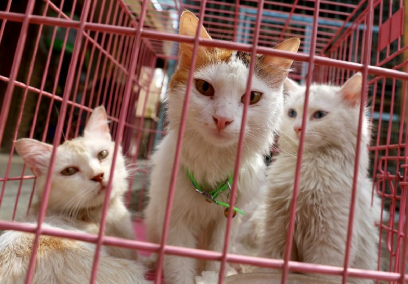 Cats are seen at a shelter in the Iraqi capital Baghdad September 20, 2017. u00e2u20acu201d AFP pic