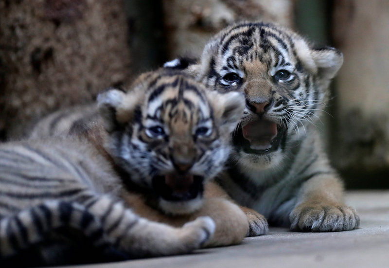 Newly born Malayan tiger cubs rest in their enclosure at the Prague Zoo in Prague, Czech Republic November 14, 2017. u00e2u20acu201d AFP pic
