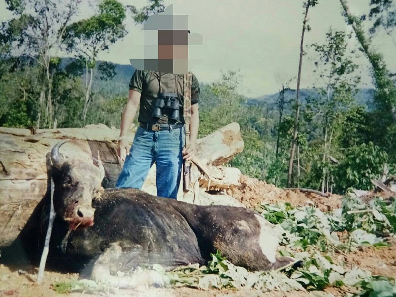 Bull banteng shot by poachers in the vicinity of Imbak Canyon around the years 1998-2000. — Picture courtesy of Danau Girang Field Centre