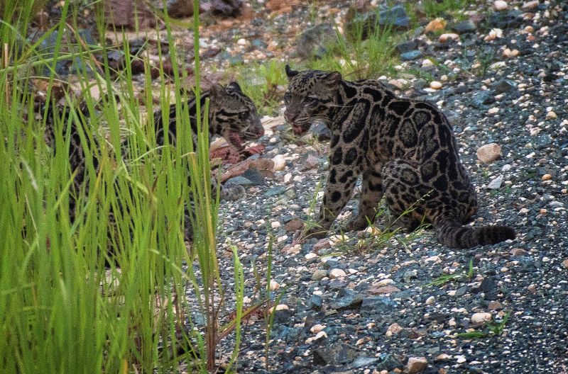 Rare Bornean Clouded Leopards Caught On Camera In Malaysian Reserve Malaysia Malay Mail