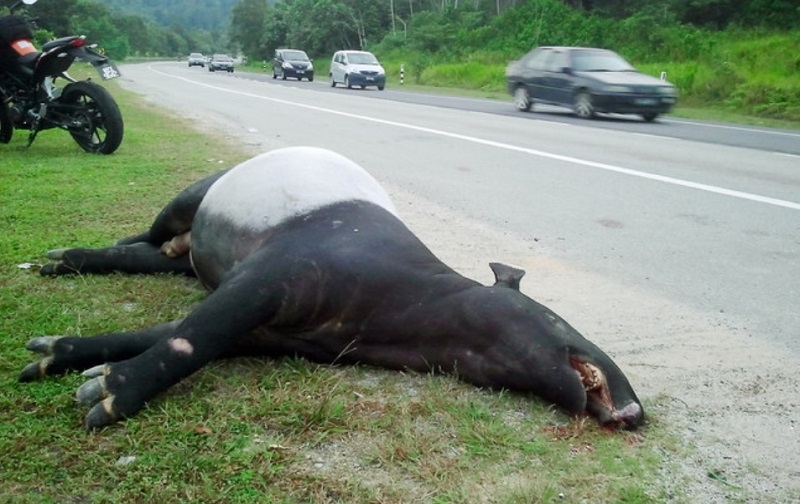 Seekor tapir terdampar di tepi jalan dipercayai mati dilanggar ketika melintasi jalan Batu Arang di KM 11.1 berdekatan Hutan Simpan Bukit Cerakah di Puncak Alam hari ini. u00e2u20acu201d Foto Bernama 