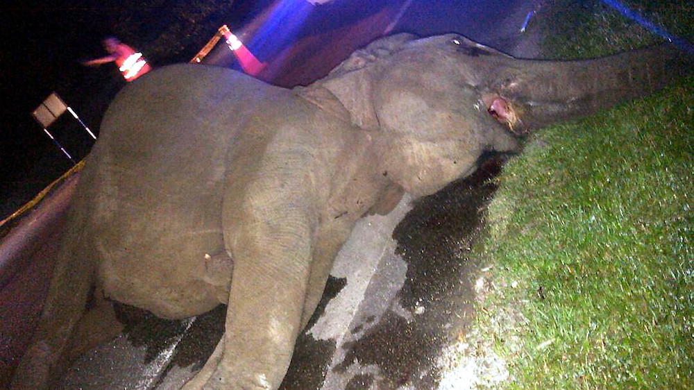 Seekor gajah betina liar mati dilanggar sebuah lori dalam kejadian di Batu 13 Jalan Mersing-Kota Tinggi berhampiran Hutan Simpan Panti awal pagi tadi. u00e2u20acu201d Foto Bernama