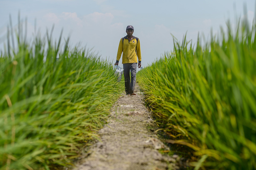 A farmer works in a paddy field in Sekinchan May 3, 2018. u00e2u20acu201d Picture by Mukhriz Hazim