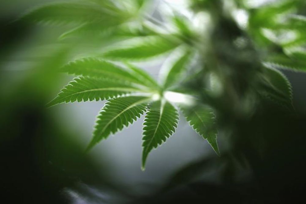A marijuana plant is seen at Tweed Marijuana Inc in Smithu00e2u20acu2122s Falls, Ontario, March 19, 2014. u00e2u20acu201d Reuters pic