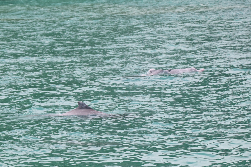 A group of Indo-Pacific Humpback dolphin swim off the coast of Langkawi. — Picture courtesy of 1 Utama Shopping Centre