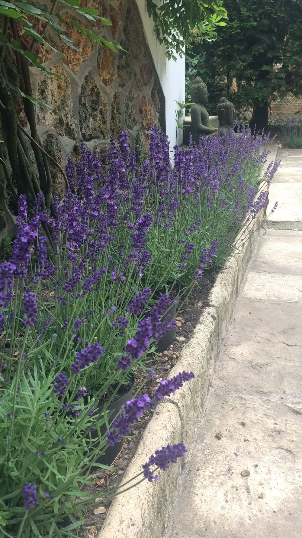 Rows of lavender to control the chickensu00e2u20acu2122 mud dance and entice the bees! u00e2u20acu2022 Picture by Helen Hickey