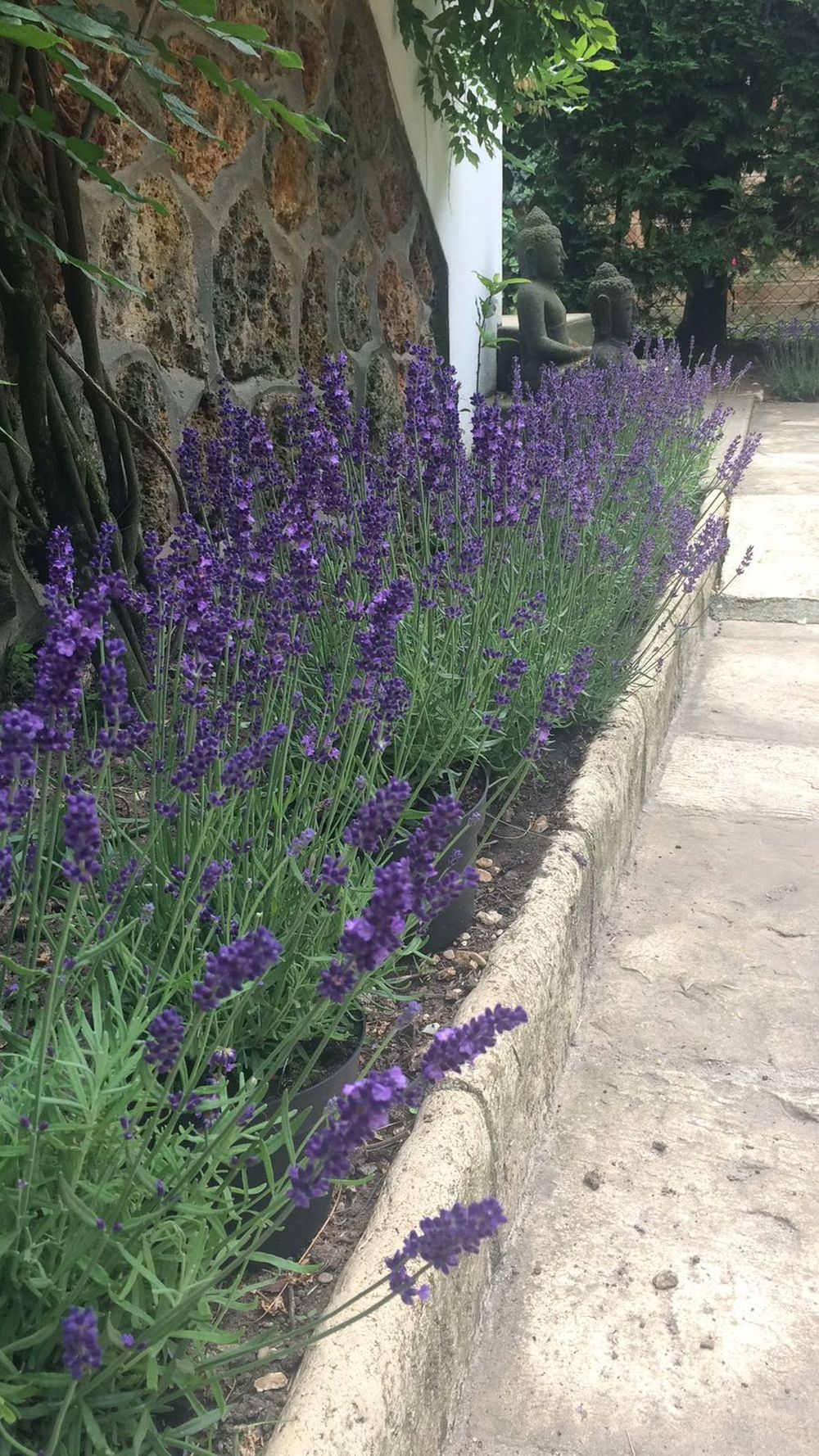 Rows of lavender to control the chickens’ mud dance and entice the bees! ― Picture by Helen Hickey