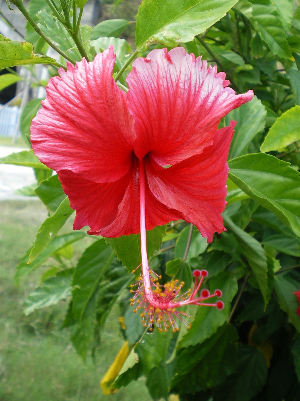 Hibiscus rosa-sinesis, or more commonly known as Bunga Raya, is the symbol of courage, vitality and unity in Malaysia. u00e2u20acu201d Picture from Pexels