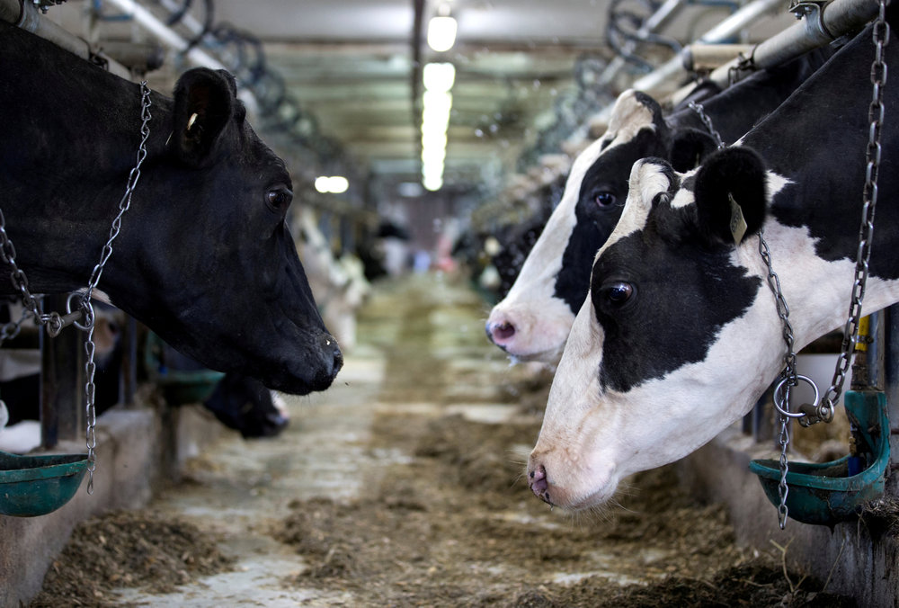 Dairy cows are seen on a farm in Saint-Valerien-de-Milton, south-east of Montreal, Quebec August 30, 2018. u00e2u20acu201d Reuters pic