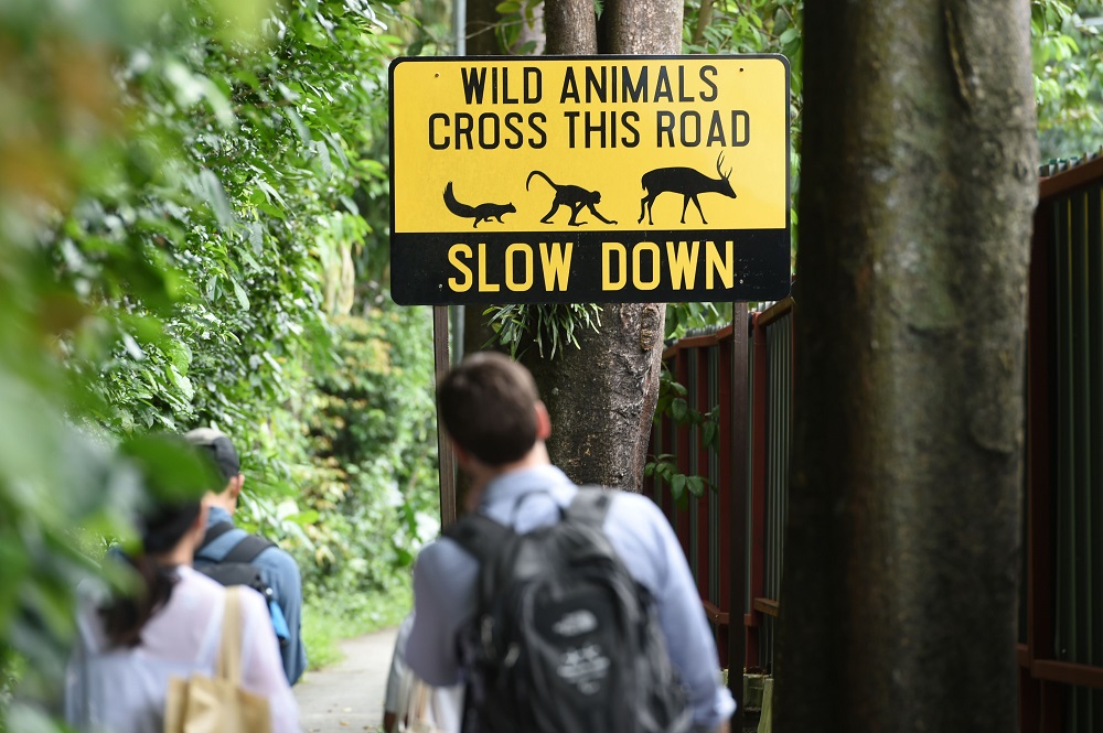 This photograph taken on December 14, 2018, shows an animal crossing traffic signboard installed to warn motorists during nearby infrastructure roadworks in the city-stateu00e2u20acu2122s remaining green area in Mandai district leading to Singapore Zoo. u00e2u20acu201d AFP pic 