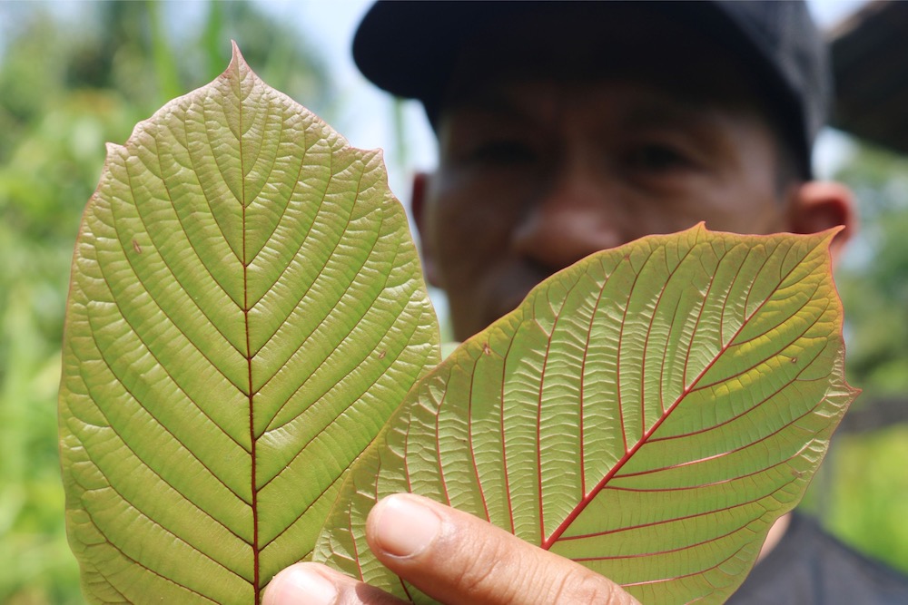 This picture taken on December 25, 2018 shows Indonesian kratom grower Gusti Prabu displaying leaves of the plant at a farm in Pontianak. u00e2u20acu201d AFP pic