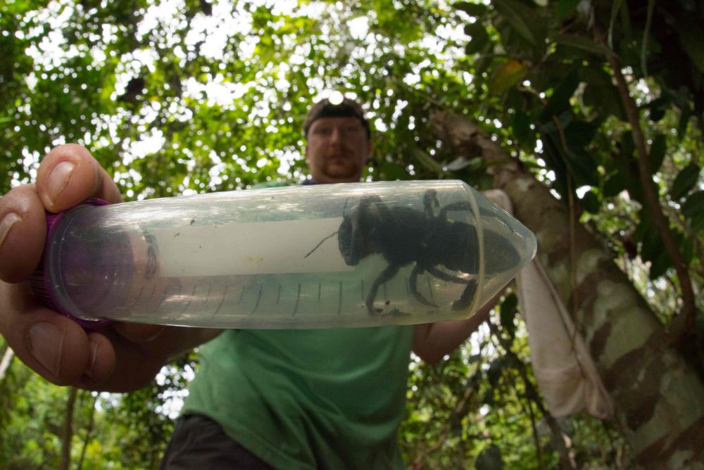 This undated handout picture provided February 21, 2019 shows entomologist and bee expert Eli Wyman with the first rediscovered individual of Wallaceu00e2u20acu2122s giant bee in Indonesiau00e2u20acu2122s North Moluccas. u00e2u20acu201d Clay Bolt/Global Wildlife Conservation pic via AFP
