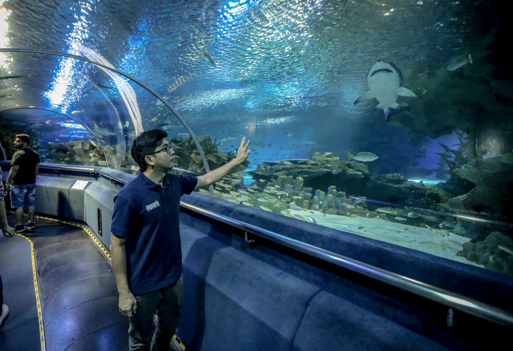 Andrew Lee observes one of the sharks in the Living Ocean exhibit at Aquaria KLCC. — Picture by Firdaus Latif