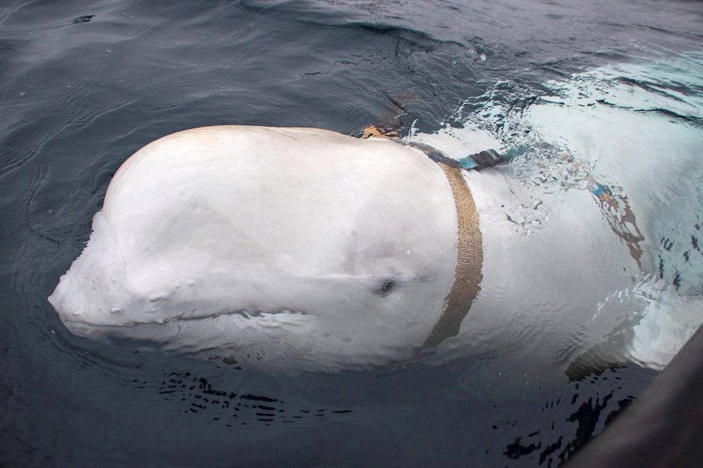 A white whale wearing a harness is seen off the coast of northern Norway April 29, 2019. u00e2u20acu201d Jorgen Ree Wiig/Sea Surveillance Service/NTB Scanpix handout via Reuters