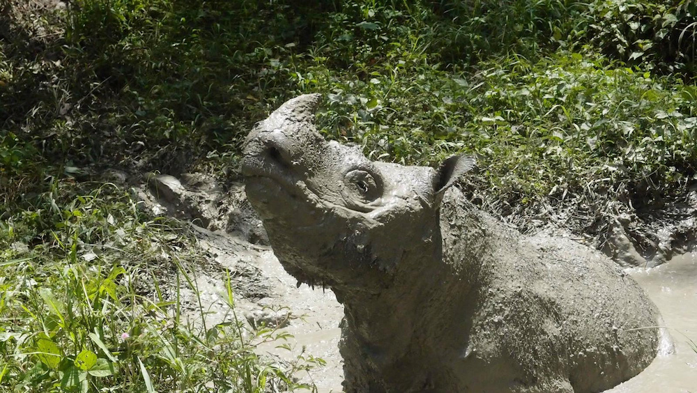 Tam, the last male Sumatran rhino, plays in mud in Sabah May 2014 in this picture obtained from social media on May 27, 2019. u00e2u20acu201d Reuters pic